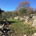 Olive groves on hike to Mons